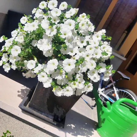 Rosenrot Apartament