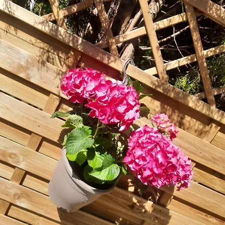 Rosenrot *