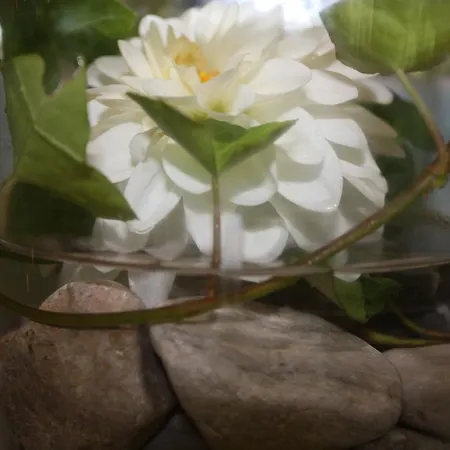 Rosenrot Apartmán *